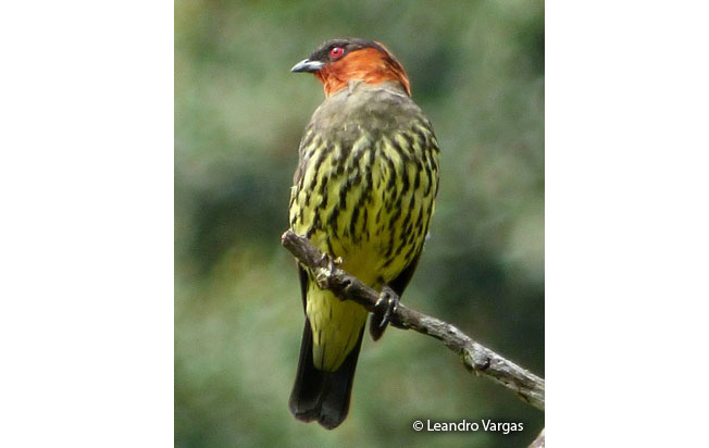 chestnut-crested_cotinga