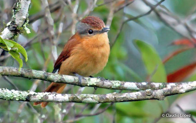 chestnut-crowned_becard