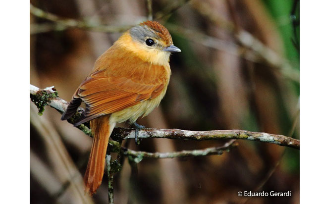 chestnut-crowned_becard