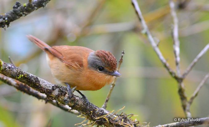 chestnut-crowned_becard