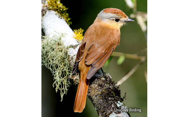 chestnut-crowned_becard