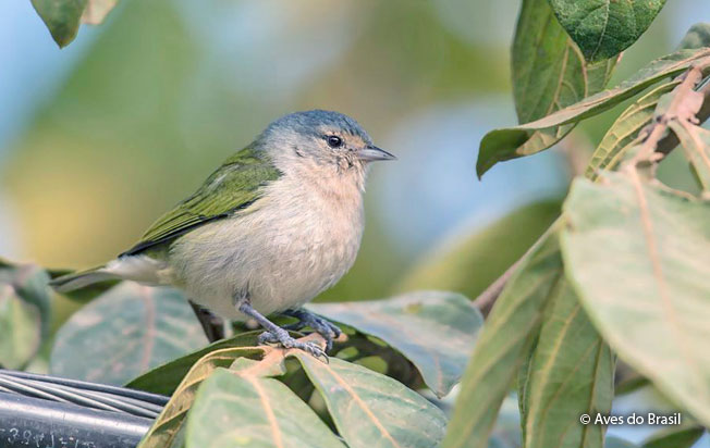 chestnut-vented_conebill