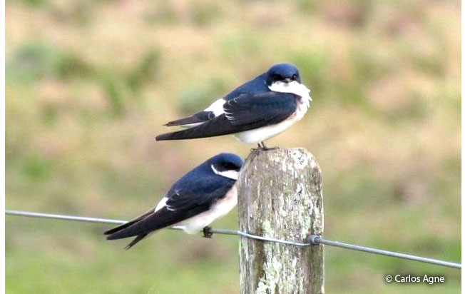 chilean_swallow