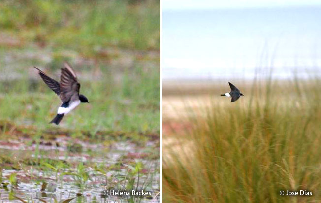 chilean_swallow