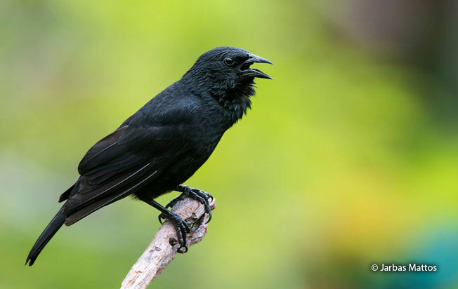 chopi_blackbird