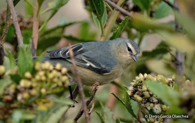 cinereous_conebill