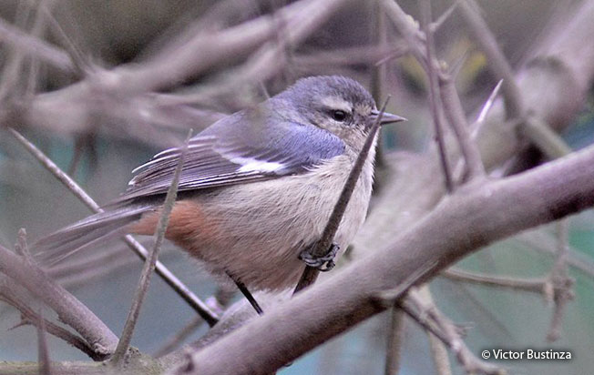cinereous_conebill