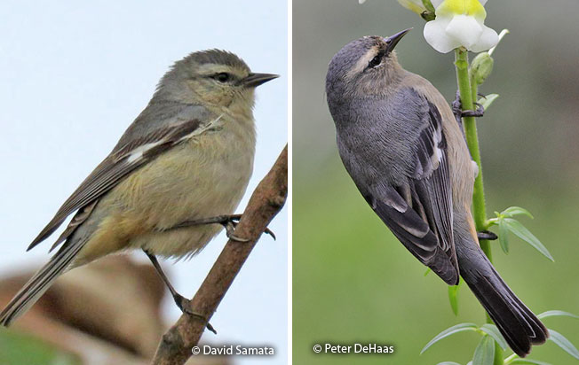 cinereous_conebill
