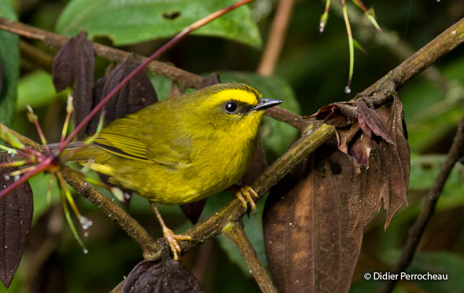 citrine-warbler