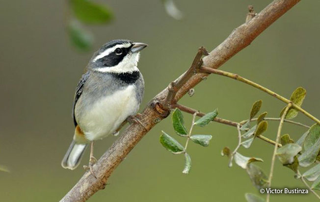 collared_warbling-finch