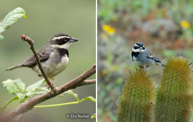 collared_warbling-finch