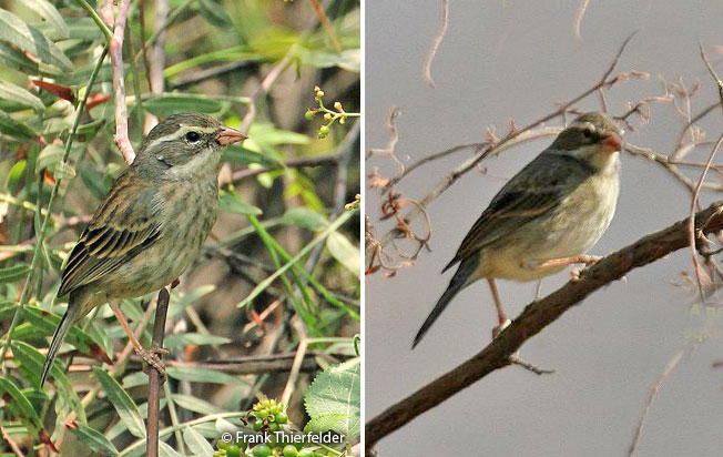 collared_warbling-finch