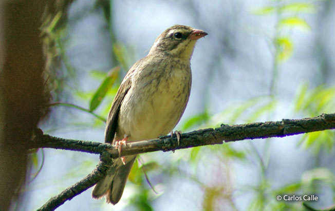 collared_warbling-finch