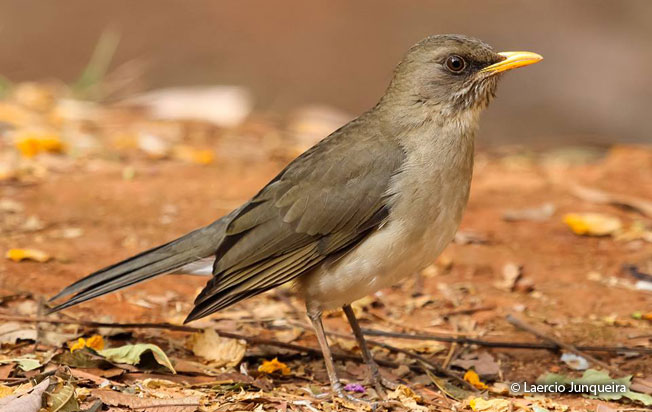 creamy-bellied_thrush