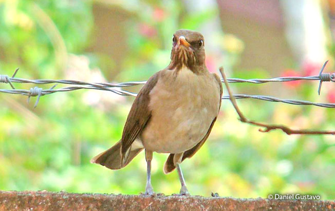 creamy-bellied_thrush
