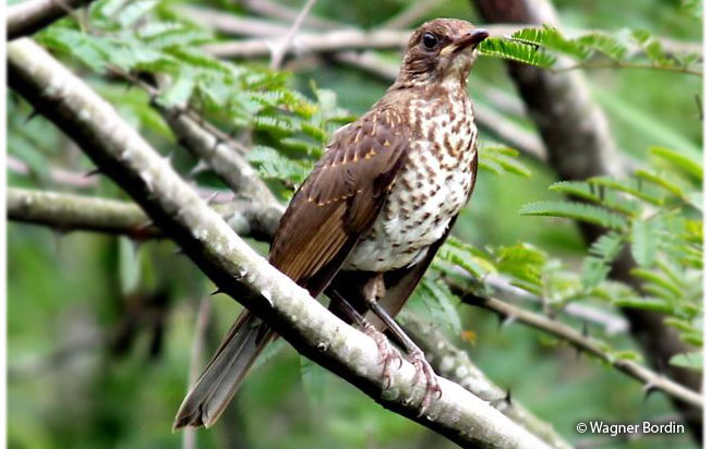 creamy-bellied_thrush