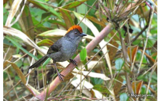 cuzco_brush-finch