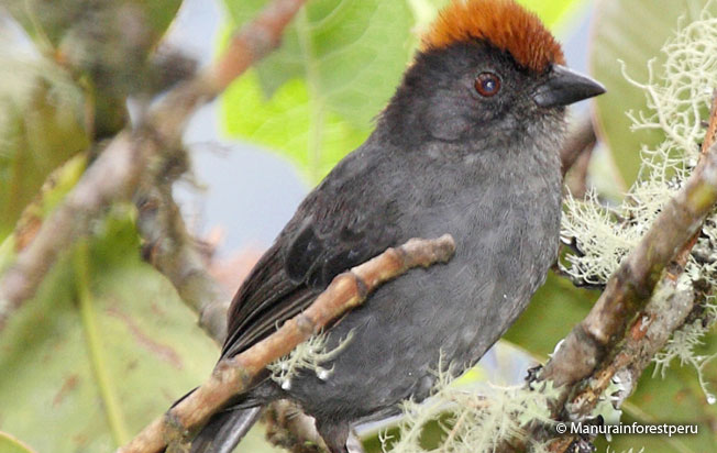cuzco_brush-finch