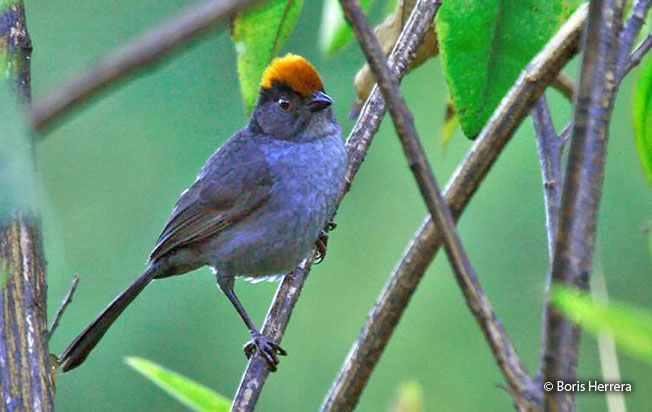cuzco_brush-finch