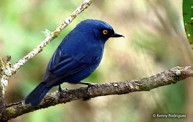 deep-blue_flowerpiercer