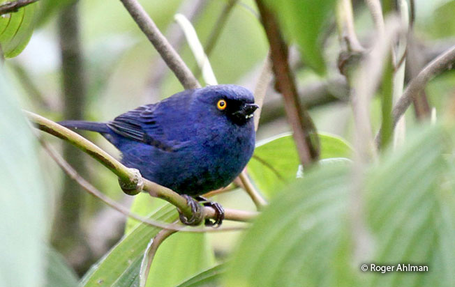 deep-blue_flowerpiercer