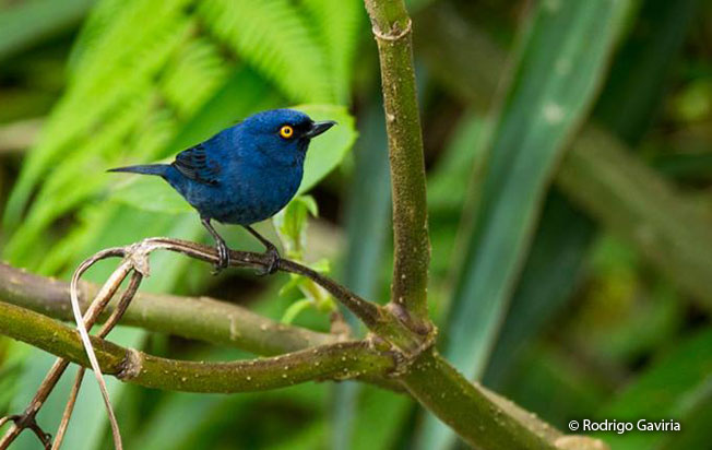 deep-blue_flowerpiercer