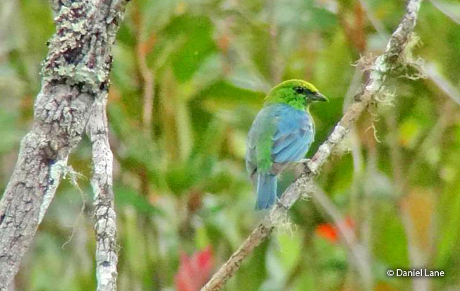 dotted-tanager
