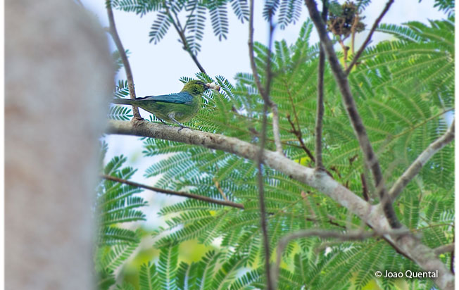 dotted-tanager