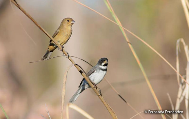 double-collared-seedeater