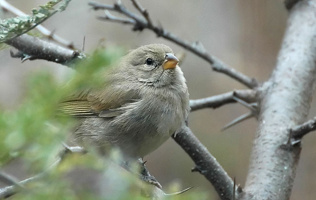 dull-colored_grassquit