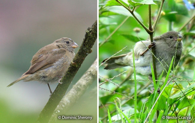 dull-colored_grassquit