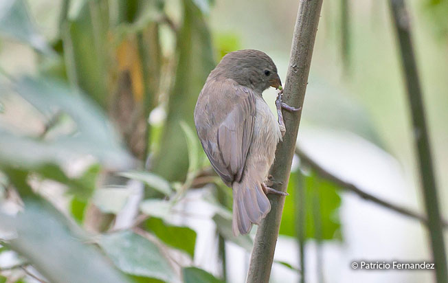 dull-colored_grassquit