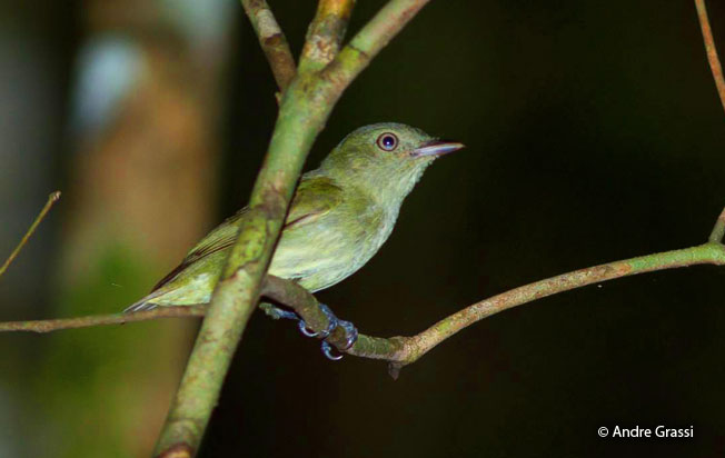 dwarf-tyrant-manakin