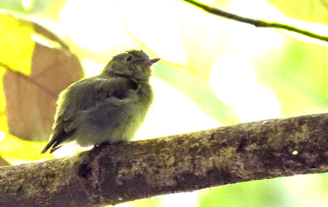 dwarf-tyrant-manakin