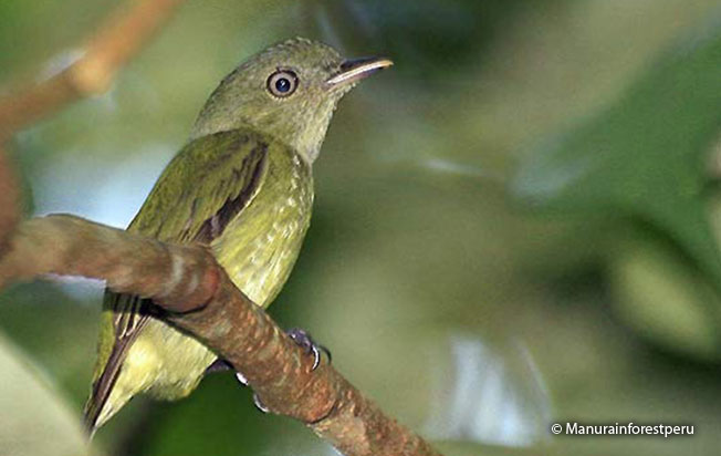dwarf-tyrant-manakin