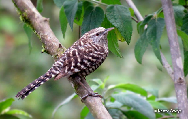 fasciated_wren