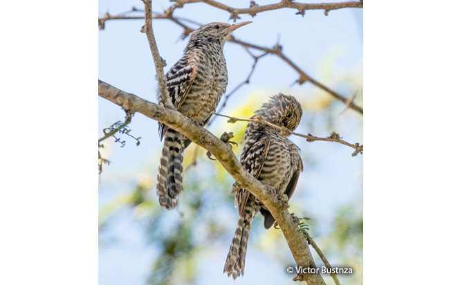fasciated_wren
