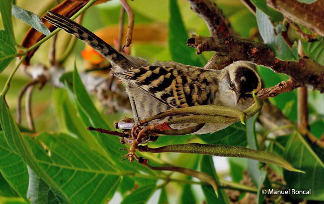 fasciated_wren