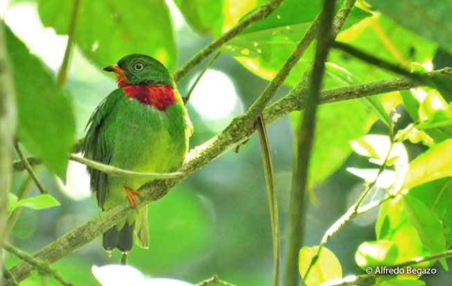 fiery-throated_fruiteater