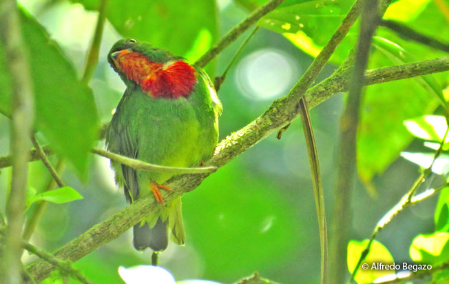 fiery-throated_fruiteater