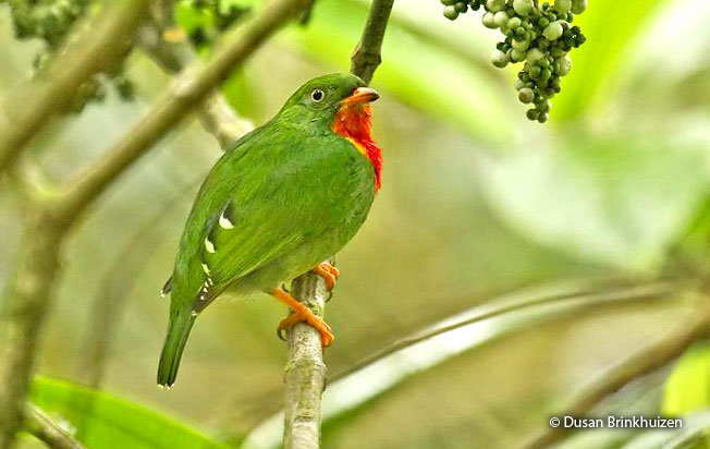 fiery-throated_fruiteater