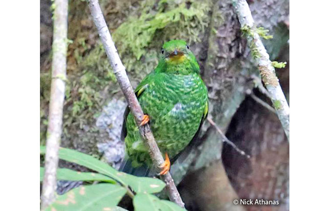 fiery-throated_fruiteater