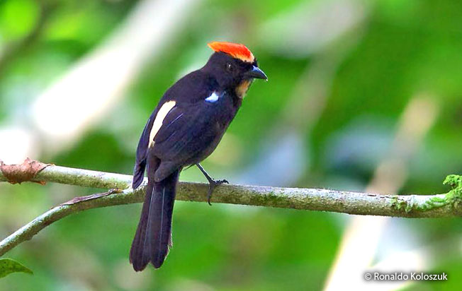 flame-crested_tanager