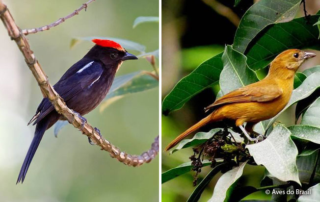 flame-crested_tanager