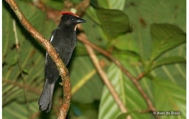 flame-crested_tanager