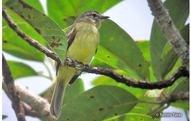 forest_elaenia