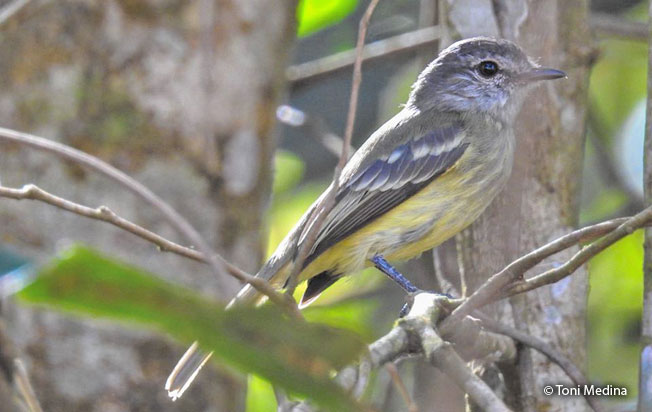 forest_elaenia