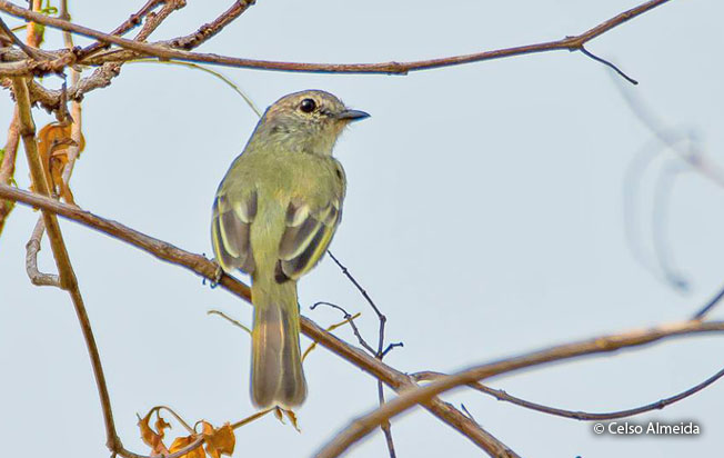 forest_elaenia