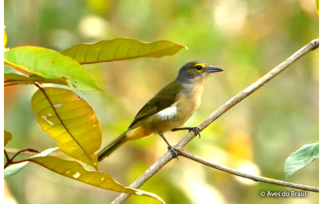 fulvous-crested_tanager