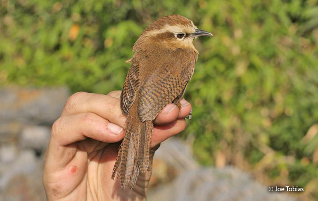 fulvous_wren
